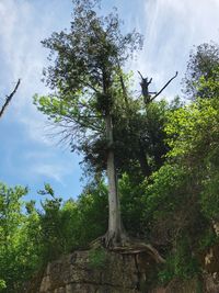 Low angle view of tree against sky