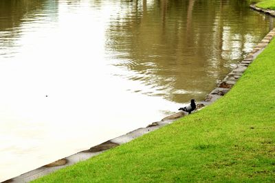 View of bird on lakeshore