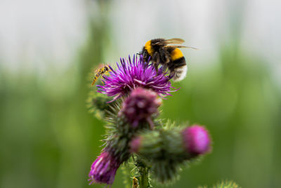 Close-up of bumblebee pollinating on purple flower