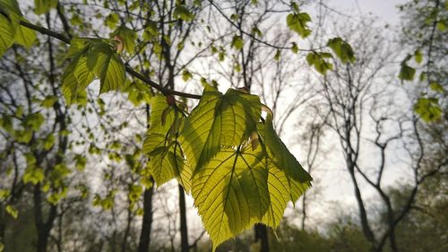 Low angle view of leaves against sky