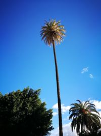 Low angle view of palm trees against clear blue sky