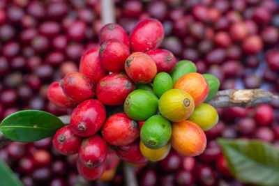 Close-up of cherries growing on plant