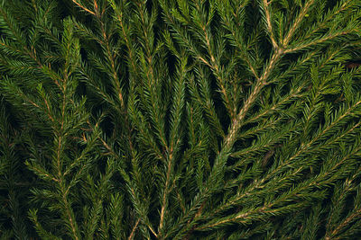 Full frame shot of plants