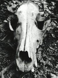 Close-up of animal skull