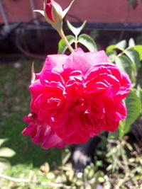 Close-up of pink rose