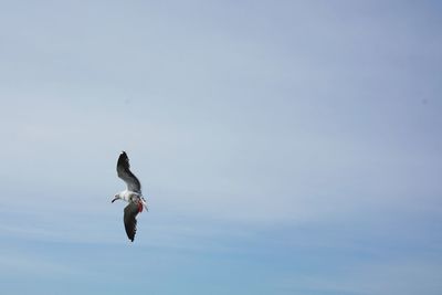 Low angle view of seagulls flying