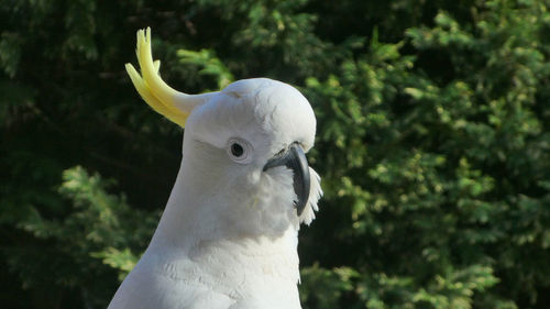 Close-up of a cockatoo bird