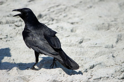 Crow at sandy beach