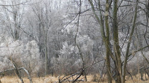 Bare trees in forest during winter