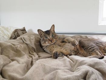 Cat lying on bed at home