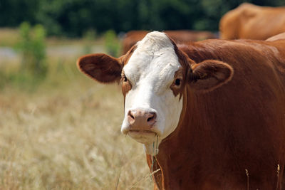 Portrait of cow on field