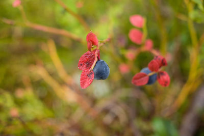 Close-up of red fruit on tree