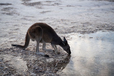 Kangaroo in australia