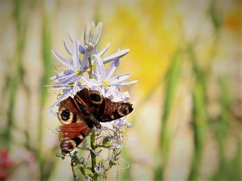 Close-up of butterfly pollinating on flower