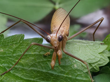 Close-up of insect on leaf