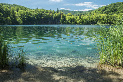 Scenic view of lake against trees