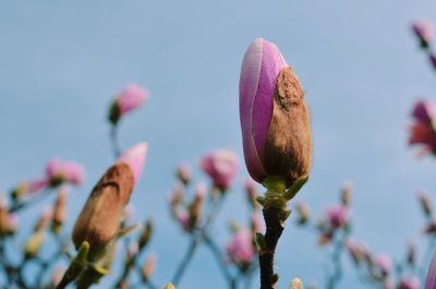 Close-up of pink flowering plant against sky