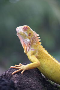 Close-up of lizard