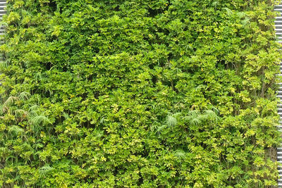 Full frame shot of green plants