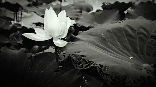 Close-up of white flowers blooming outdoors