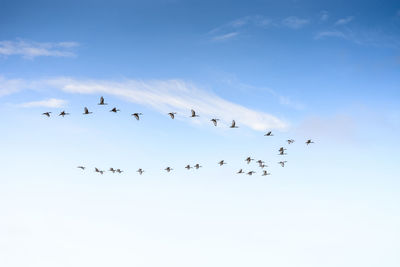 Low angle view of birds flying in sky