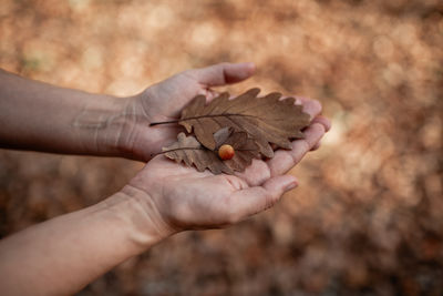 Cropped hand of person holding plant