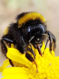 Close-up of bee pollinating on yellow flower