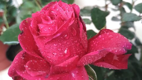 Close-up of wet pink rose blooming outdoors