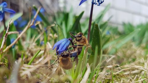 Close-up of honey bee pollinating on purple flower