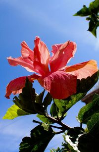 Low angle view of leaves against clear sky