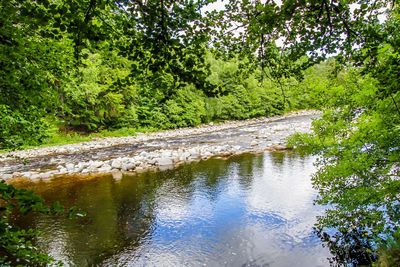 River flowing amidst trees in forest