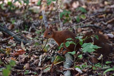 Squirrel on a field