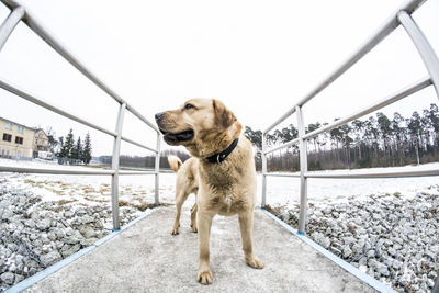 Dog on footbridge against clear sky