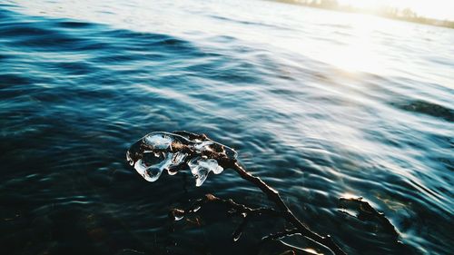 Close-up of turtle in sea