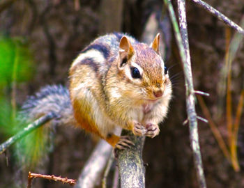 Close-up of squirrel