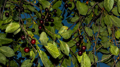 Close-up of fruit growing on tree