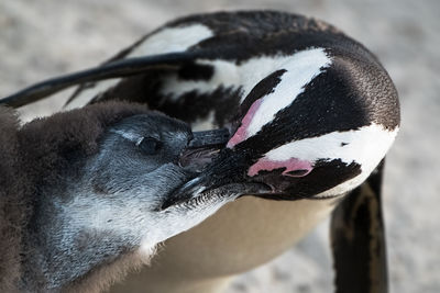 South african penguin feeding its new born on boulders beach