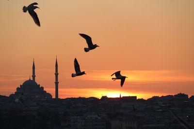 Silhouette birds flying in city against sky during sunset