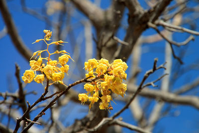 Low angle view of yellow flowering plant against sky