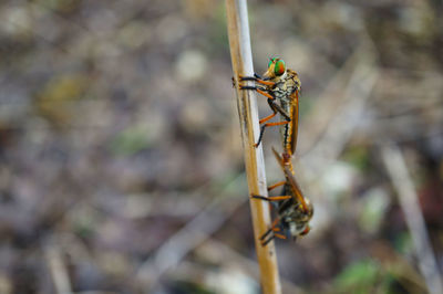 Close-up of pair robber fly mating