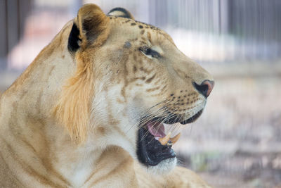 Close-up of a cat in zoo