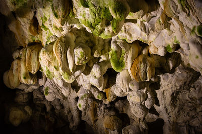 Close-up of mushrooms