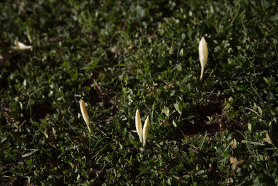 Close-up of mushrooms growing on field