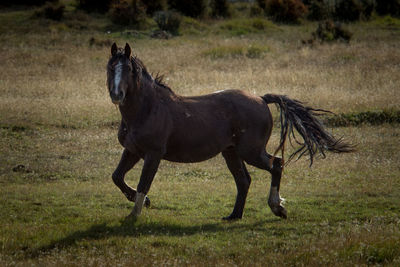 Horse standing in a field