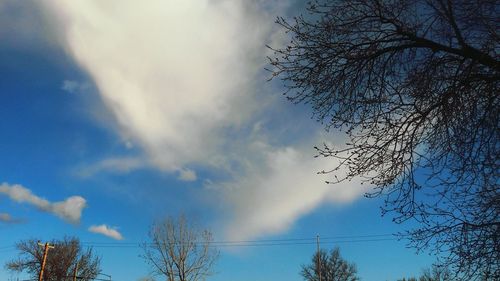 Low angle view of trees against sky