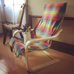 Multi colored cat at home