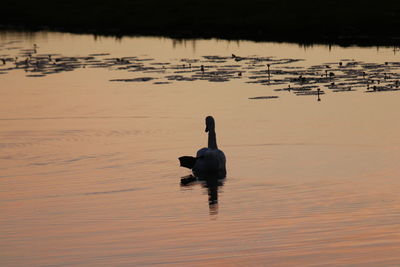 View of swan swimming in lake