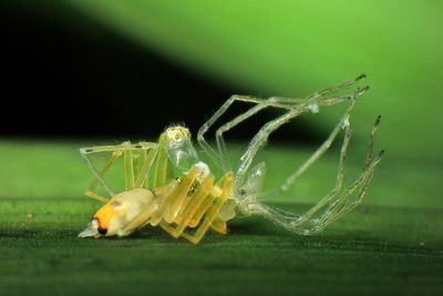 Close-up of spider shedding skin on leaf