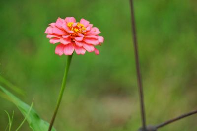 Close-up of pink flowers