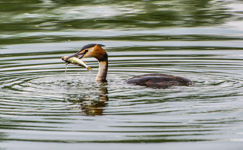 Duck swimming in lake